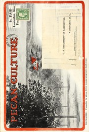 Cover of: Pecan culture