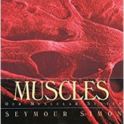 Cover of: Muscles Our Muscular System