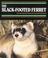 Cover of: The black-footed ferret