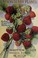 Cover of: Strawberry plants that grow
