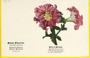 Cover of: Portland petunias by Swiss Floral Company