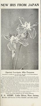 Cover of: New iris from Japan: (species) Laevigata alba purpurea