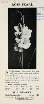 Cover of: Rose pearl by H.E. Meader (Firm)