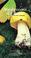 Cover of: Mushrooms of Colorado