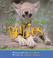 Cover of: Northwest animal babies