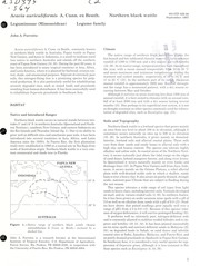 Cover of: Acacia auriculiformis A. Cunn. ex Benth = | John A. Parrotta