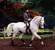 Cover of: Dressage Principles Illuminated