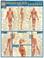 Cover of: Muscular System Laminate Reference Chart (Quickstudy: Academic)