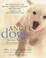 Cover of: Angel Dogs