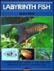 Cover of: Labyrinth fish
