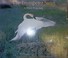 Cover of: The trumpeter swan