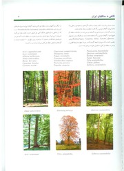 Cover of: Forests of Iran | K. Sagheb-Talebi