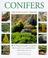 Cover of: Conifers (New Plant Library)