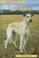 Cover of: Pet Owner's Guide to the Lurcher (Pet Owner's Guide)