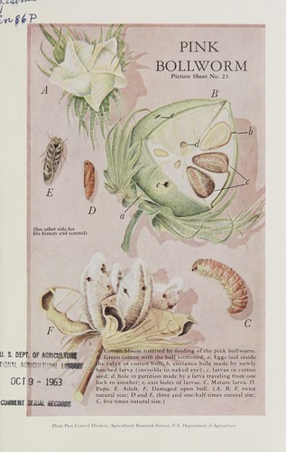 Pink bollworm - Wikipedia