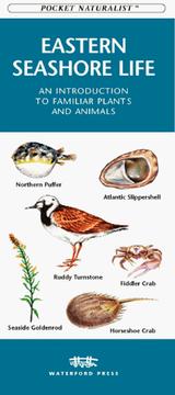 Cover of: Eastern Seashore Life - Rhode Island to Georgia (Pocket Naturalist Series)
