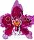 Cover of: Orchids