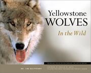 Cover of: Yellowstone Wolves in the Wild