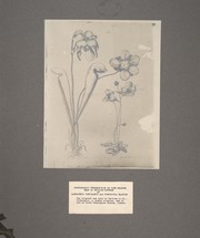 Cover of: Reproductions of specimens, letters and drawings by John and William Bartram by John Bartram