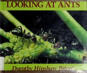 looking-at-ants-cover