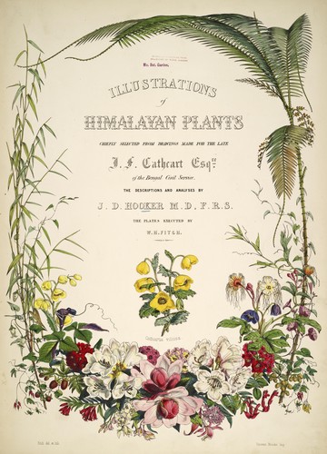 Illustrations of Himalayan plants by Joseph Dalton Hooker