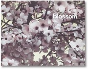 Cover of Blossom