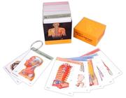 best books about anatomy Netter's Anatomy Flash Cards
